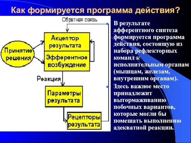 Как формируется программа действия? В результате афферентного синтеза формируется программа действия, состоящую