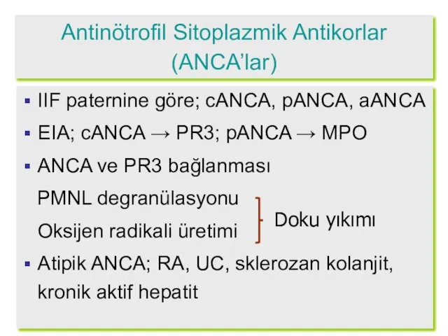 Antinötrofil Sitoplazmik Antikorlar (ANCA’lar) IIF paternine göre; cANCA, pANCA, aANCA EIA; cANCA