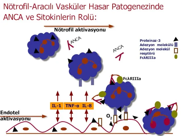 ANCA y y ANCA y FcλRIIIa y Nötrofil aktivasyonu Endotel aktivasyonu Proteinaz-3