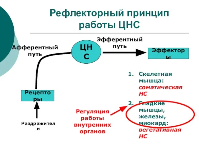 Рефлекторный принцип работы ЦНС ЦНС Рецепторы Раздражители Афферентный путь Эфферентный путь Эффекторы