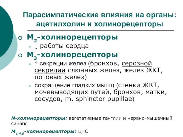 Парасимпатические влияния на органы: ацетилхолин и холинорецепторы М2-холинорецепторы ↓ работы сердца М3-холинорецепторы