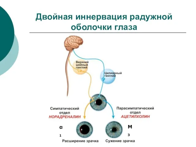 Двойная иннервация радужной оболочки глаза α1 М3