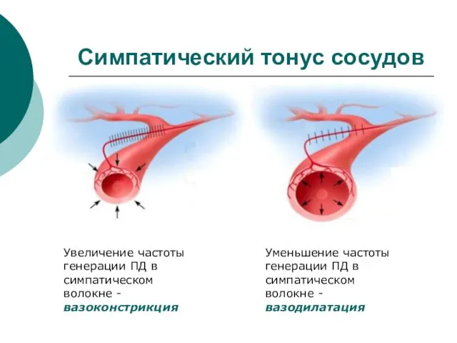 Симпатический тонус сосудов Увеличение частоты генерации ПД в симпатическом волокне - вазоконстрикция