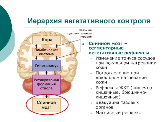 Иерархия вегетативного контроля Спинной мозг – сегментарные вегетативные рефлексы Изменение тонуса сосудов