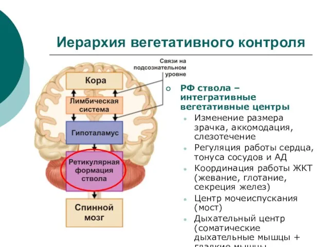 Иерархия вегетативного контроля РФ ствола – интегративные вегетативные центры Изменение размера зрачка,