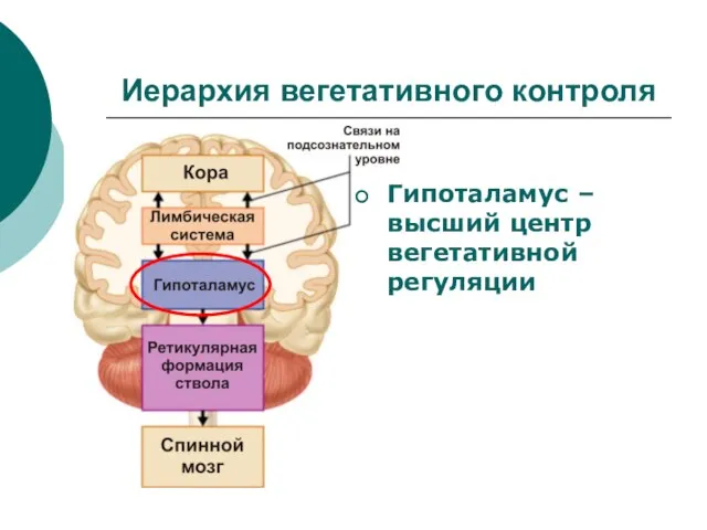 Иерархия вегетативного контроля Гипоталамус – высший центр вегетативной регуляции