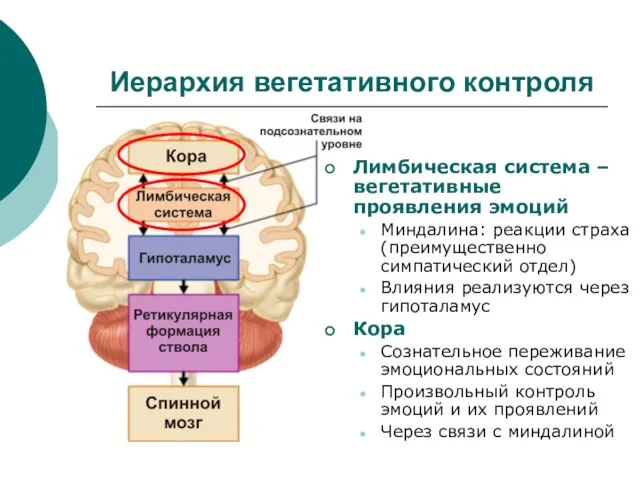 Иерархия вегетативного контроля Лимбическая система – вегетативные проявления эмоций Миндалина: реакции страха