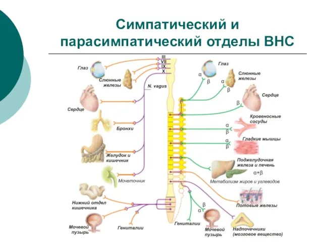 Симпатический и парасимпатический отделы ВНС