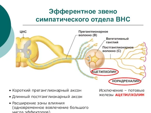 Эфферентное звено симпатического отдела ВНС Короткий преганглионарный аксон Длинный постганглионарный аксон Расширение