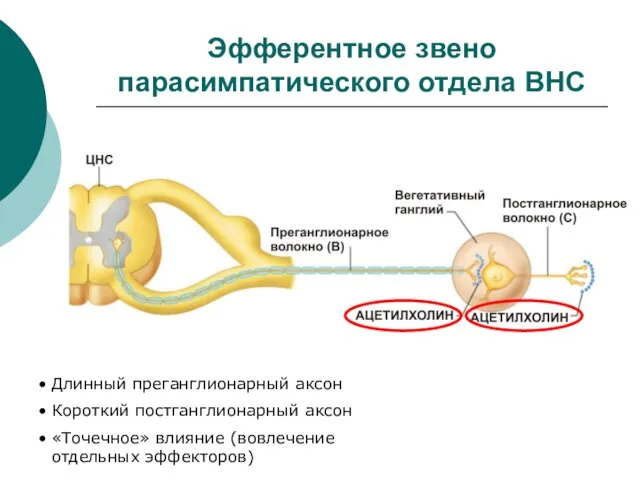 Эфферентное звено парасимпатического отдела ВНС Длинный преганглионарный аксон Короткий постганглионарный аксон «Точечное» влияние (вовлечение отдельных эффекторов)