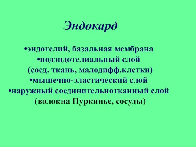 Эндокард эндотелий, базальная мембрана подэндотелиальный слой (соед. ткань, малодифф.клетки) мышечно-эластический слой наружный