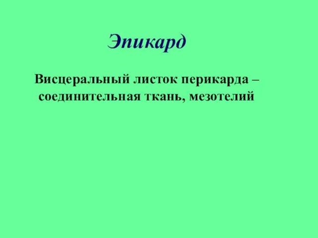 Эпикард Висцеральный листок перикарда – соединительная ткань, мезотелий