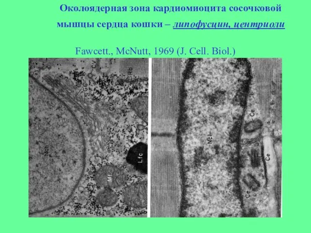 Fawcett., McNutt, 1969 (J. Cell. Biol.) (Бакеева Л.Е., Скулачев В.П., Ченцов Ю.С.,