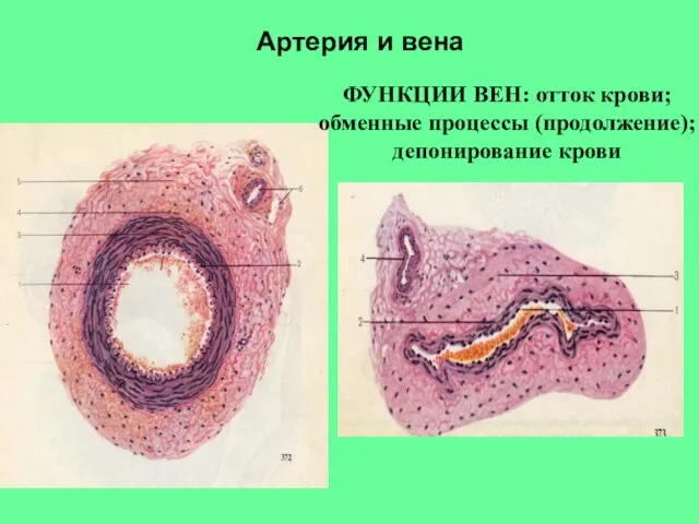 ФУНКЦИИ ВЕН: отток крови; обменные процессы (продолжение); депонирование крови