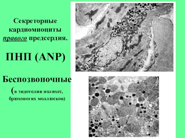 Секреторные кардиомиоциты правого предсердия. ПНП (ANP) Беспозвоночные (в эндотелии полихет, брюхоногих моллюсков)