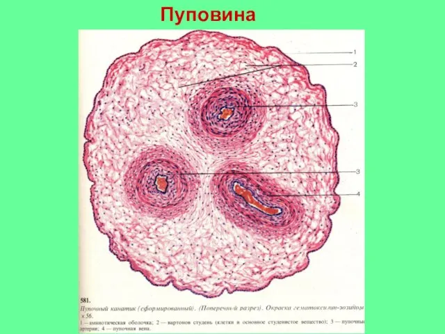 Пуповина