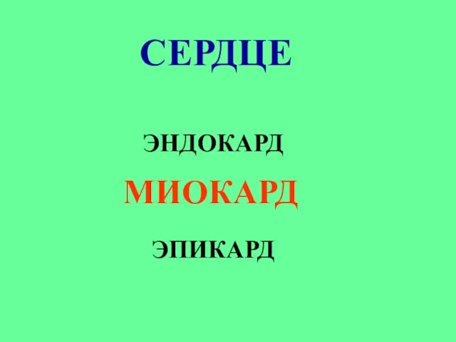 СЕРДЦЕ ЭНДОКАРД МИОКАРД ЭПИКАРД