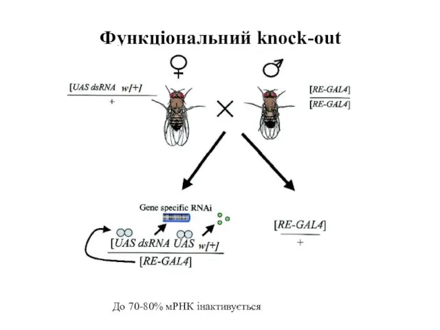 Функціональний knock-out До 70-80% мРНК інактивується