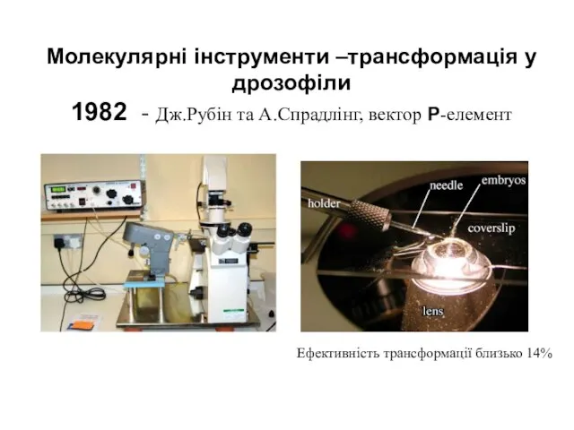 Молекулярні інструменти –трансформація у дрозофіли 1982 - Дж.Рубін та А.Спрадлінг, вектор Р-елемент Ефективність трансформації близько 14%