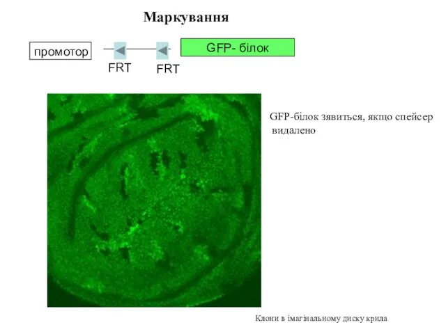 FRT FRT промотор GFP- білок Маркування GFP-білок зявиться, якщо спейсер видалено Клони в імагінальному диску крила