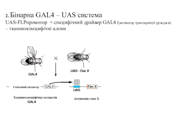 2. Бінарна GAL4 – UAS система UAS-FLPпромотор + специфічний драйвер GAL4 (активатор