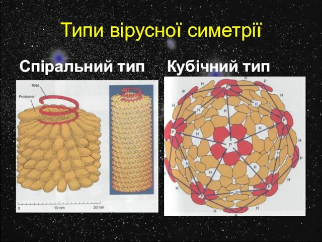 Типи вірусної симетрії Спіральний тип Кубічний тип