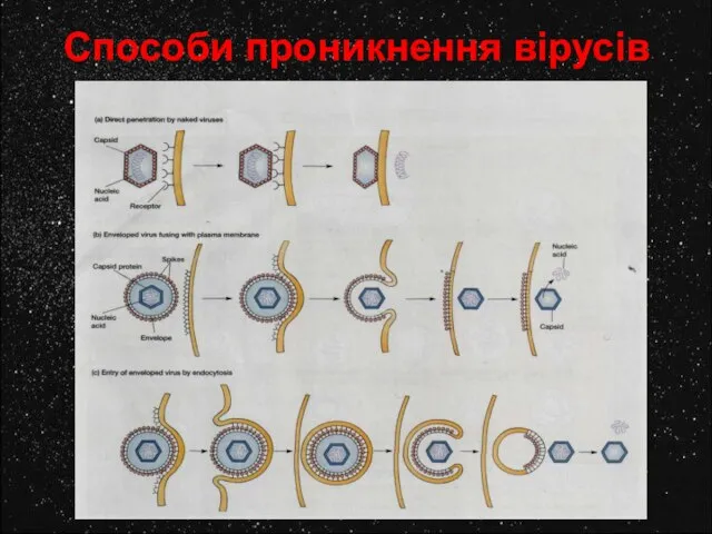 Способи проникнення вірусів