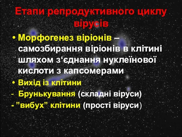 Етапи репродуктивного циклу вірусів Морфогенез віріонів – самозбирання віріонів в клітині шляхом