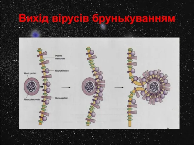 Вихід вірусів брунькуванням