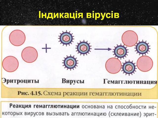 Індикація вірусів