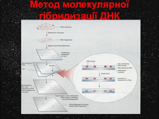 Метод молекулярної гібридизації ДНК