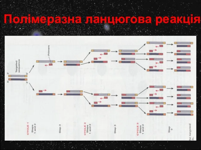 Полімеразна ланцюгова реакція