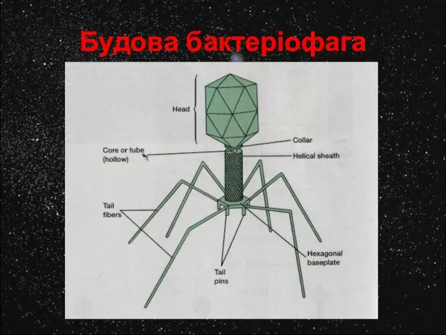 Будова бактеріофага