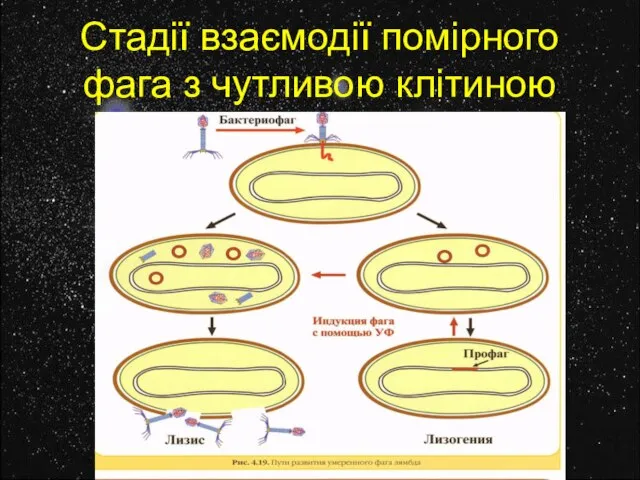 Стадії взаємодії помірного фага з чутливою клітиною