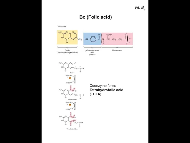 Vit. Bc Вc (Folic acid) Coenzyme form: Tetrahydrofolic acid (THFA)