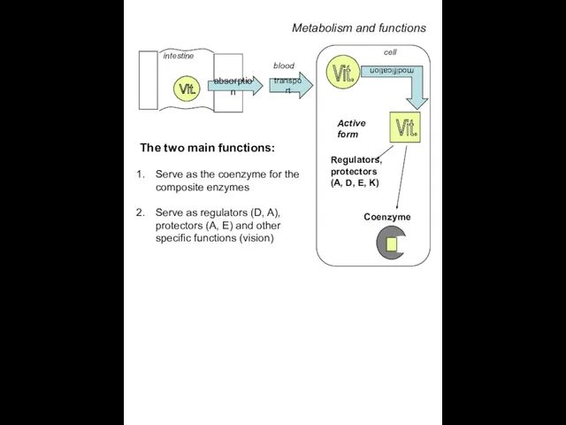 Metabolism and functions blood cell transport Vit. Vit. Coenzyme Regulators, protectors (A,