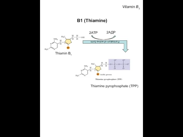 Vitamin B1 В1 (Thiamine) Formation of active form 2АТP 2АДP Thiamin В1 Thiamine pyrophosphate (TPP)