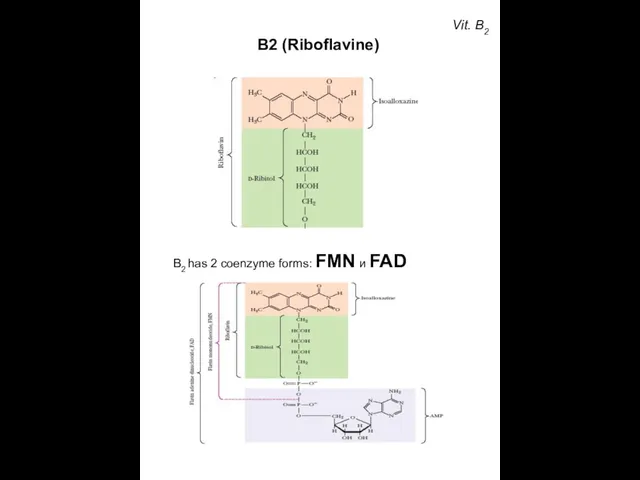 Vit. B2 В2 (Riboflavine) B2 has 2 coenzyme forms: FMN и FAD
