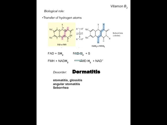 Vitamon B2 Biological role: Transfer of hydrogen atoms Desorder: Dermatitis stomatitis, glossitis