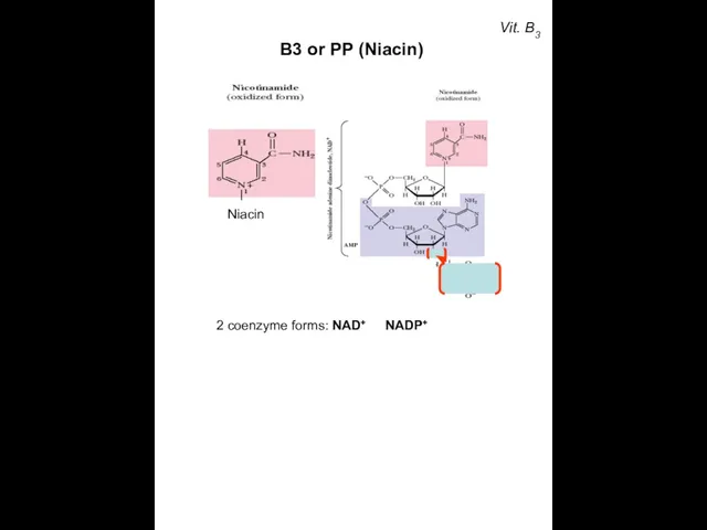 Vit. B3 В3 or РР (Niacin) Niacin 2 coenzyme forms: NAD+ NADP+