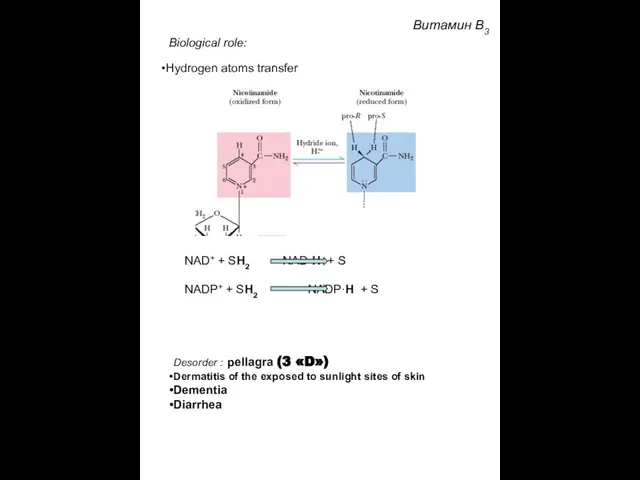 Biological role: Hydrogen atoms transfer NAD+ + SH2 NAD·H + S NADP+