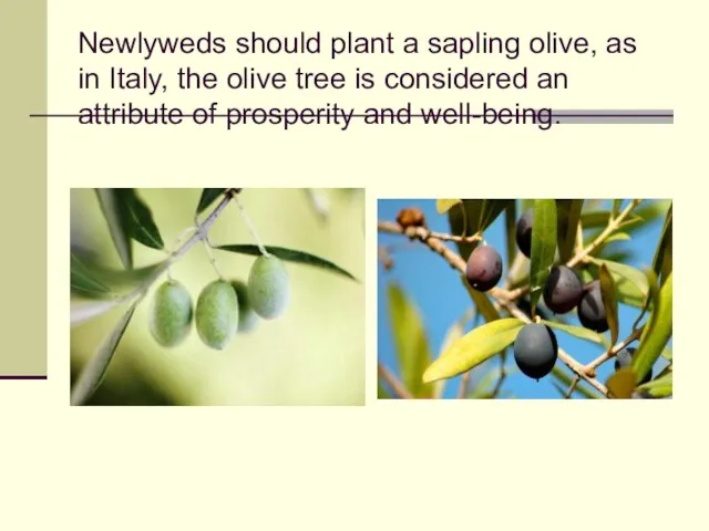 Newlyweds should plant a sapling olive, as in Italy, the olive tree