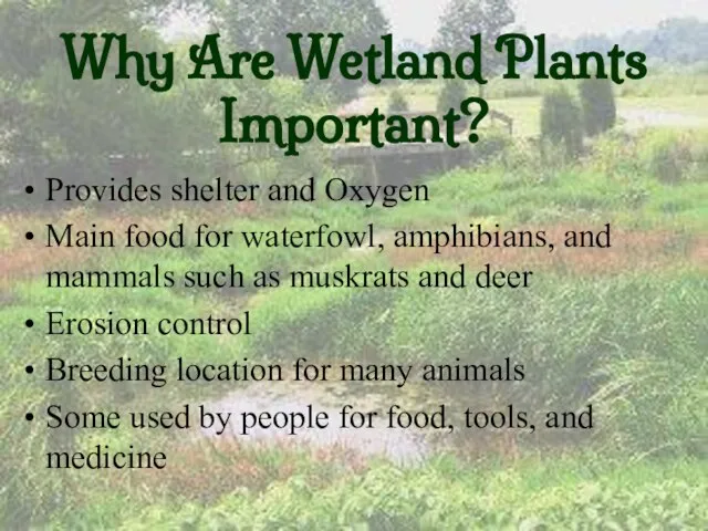Why Are Wetland Plants Important? Provides shelter and Oxygen Main food for