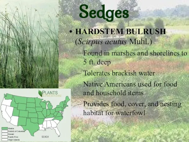 Sedges HARDSTEM BULRUSH (Scirpus acutus Muhl.) Found in marshes and shorelines to