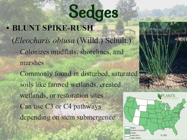 Sedges BLUNT SPIKE-RUSH (Eleocharis obtusa (Willd.) Schult.) Colonizes mudflats, shorelines, and marshes