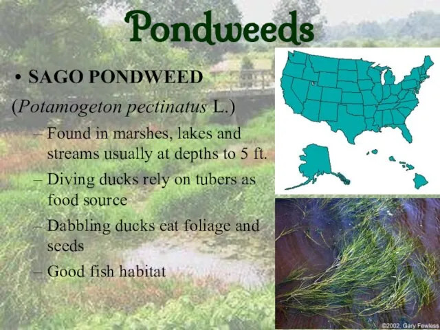 Pondweeds SAGO PONDWEED (Potamogeton pectinatus L.) Found in marshes, lakes and streams