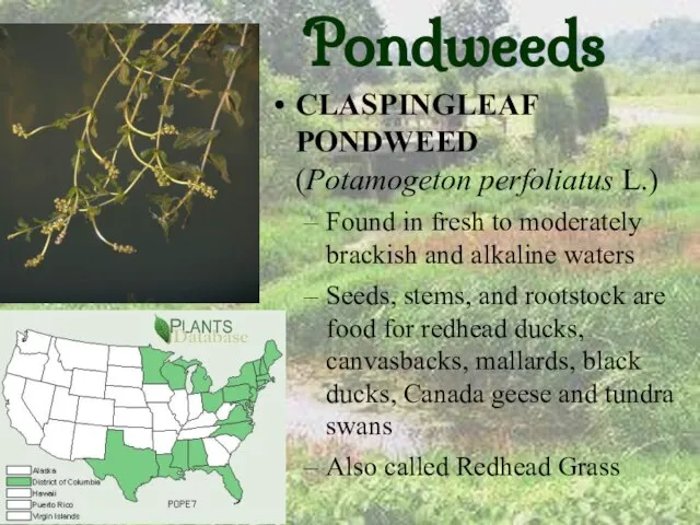 Pondweeds CLASPINGLEAF PONDWEED (Potamogeton perfoliatus L.) Found in fresh to moderately brackish