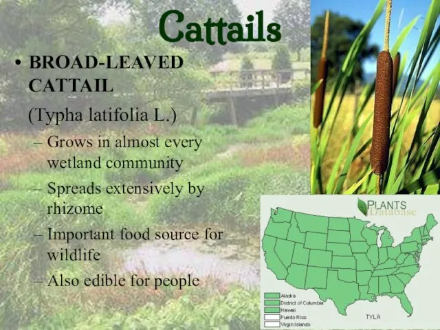 Cattails BROAD-LEAVED CATTAIL (Typha latifolia L.) Grows in almost every wetland community