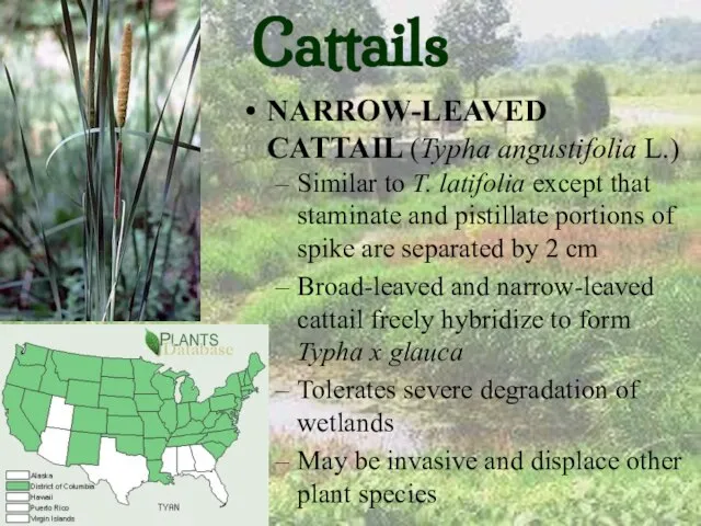 Cattails NARROW-LEAVED CATTAIL (Typha angustifolia L.) Similar to T. latifolia except that