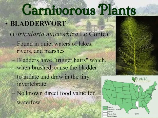 Carnivorous Plants BLADDERWORT (Utricularia macrorhiza Le Conte) Found in quiet waters of